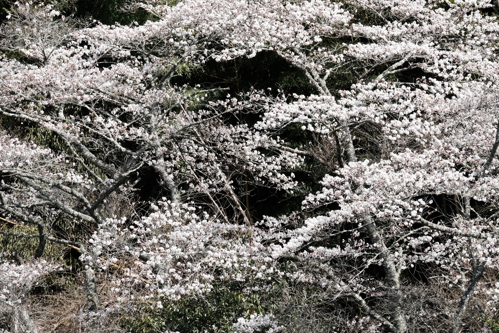 柳生の桜