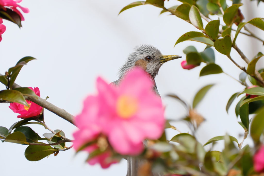 山茶花にかくれて