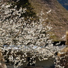 里の春