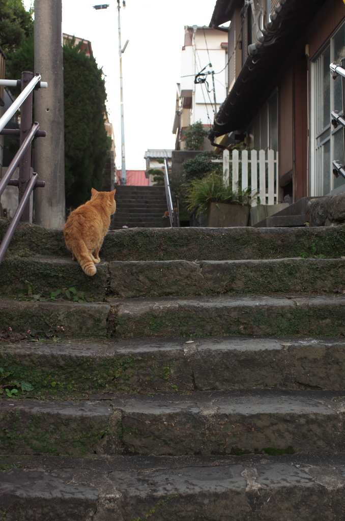 十人町の猫