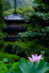 三室戸寺