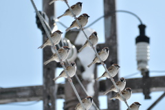 電線に雀がたくさんとまってた