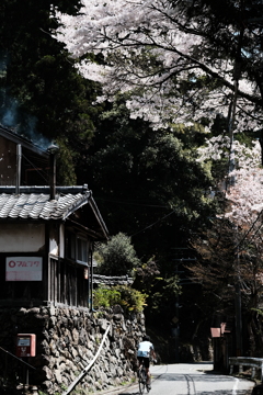 雲ヶ畑のホーロー看板と桜とサイクリスト