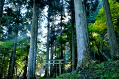 森の中の神社