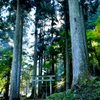 森の中の神社