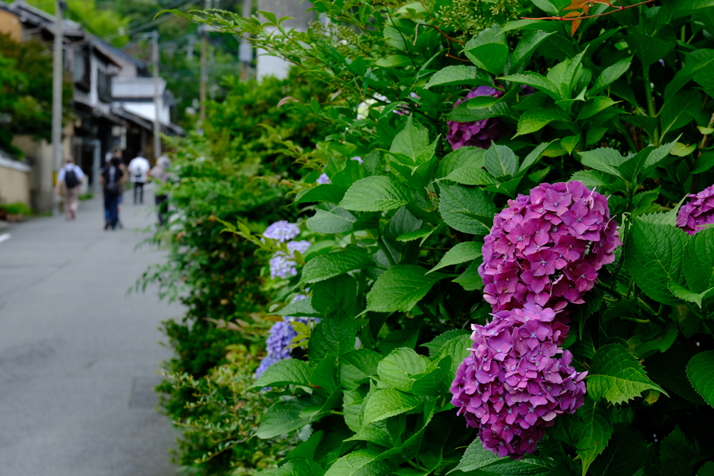 若王子神社参道