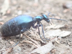 高尾山でエンカウント