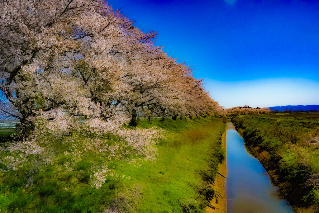 千本桜