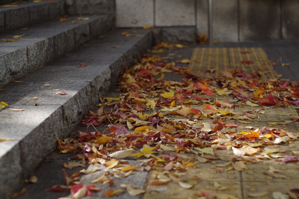掃き溜め紅葉