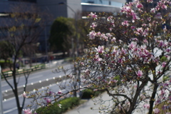 もくれんかもしれん