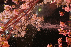 夜桜は　妖しいのだ