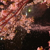 夜桜は　妖しいのだ