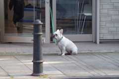 お店の番犬です。　キリっ