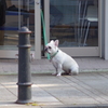 お店の番犬です。　キリっ