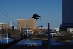 flying shadow