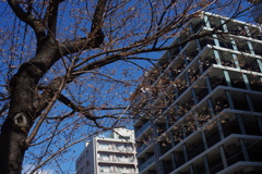 咲いた！