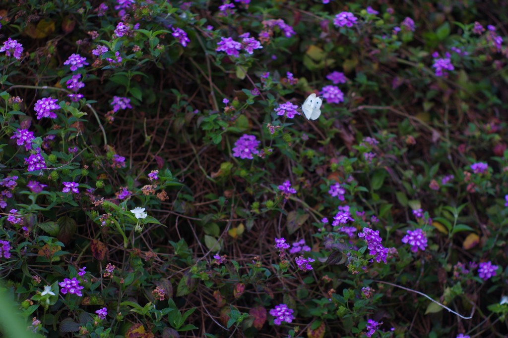 なので　2か所に白い差し色