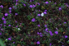 なので　2か所に白い差し色