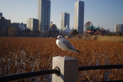 逃げないのね