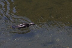 川沿い散歩　魚を狙うカワウだ！