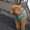 待たされる犬　Ⅱ