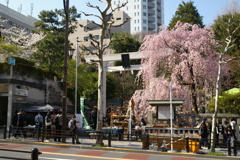 娘よ　ここが乃木坂じゃ