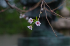 ん？　寒桜？