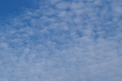 秋空に風船