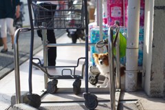 待たされる犬　Ⅰ