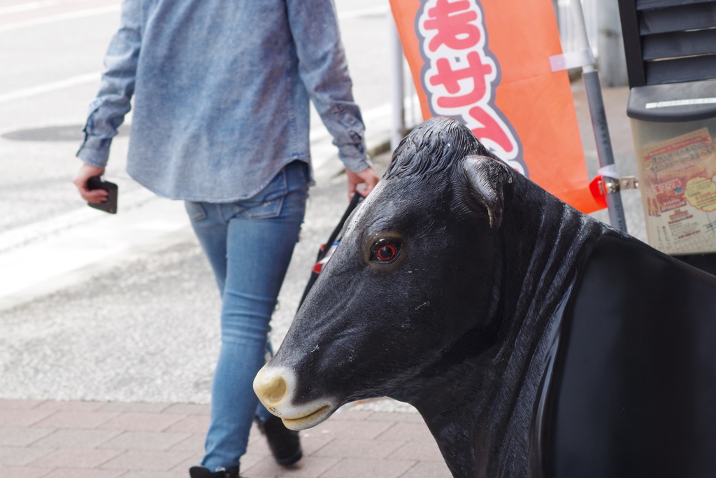 凛々しい　ウシ