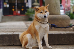 生ける狛犬