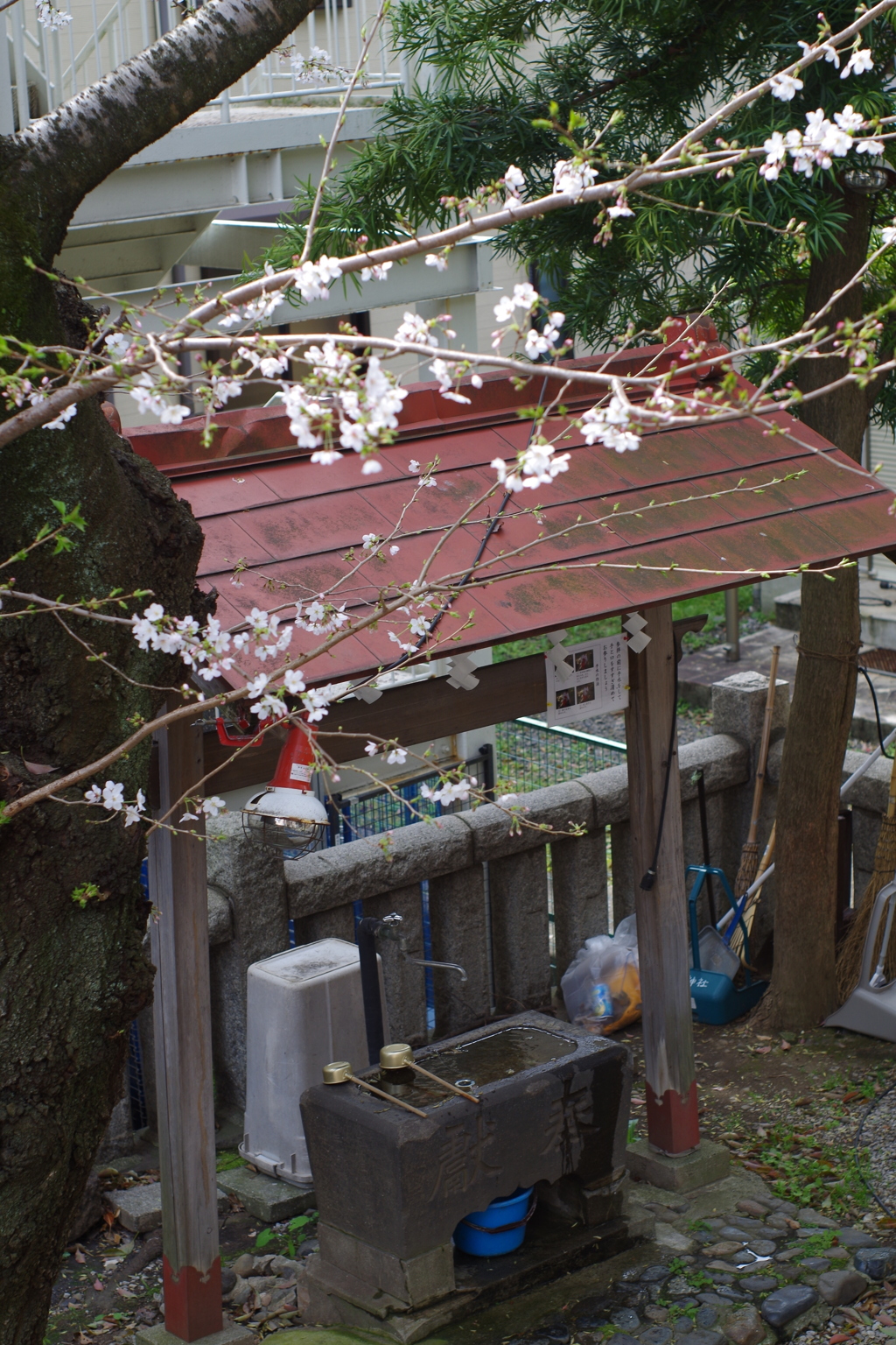 桜がイイ感じ