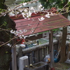 桜がイイ感じ