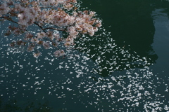 お昼の桜