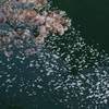 お昼の桜