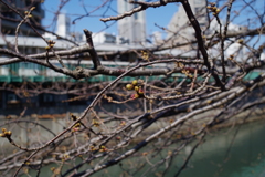 川沿いはもう一息
