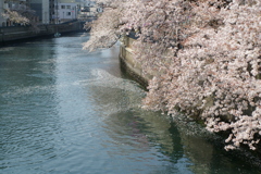 川っぺりの桜