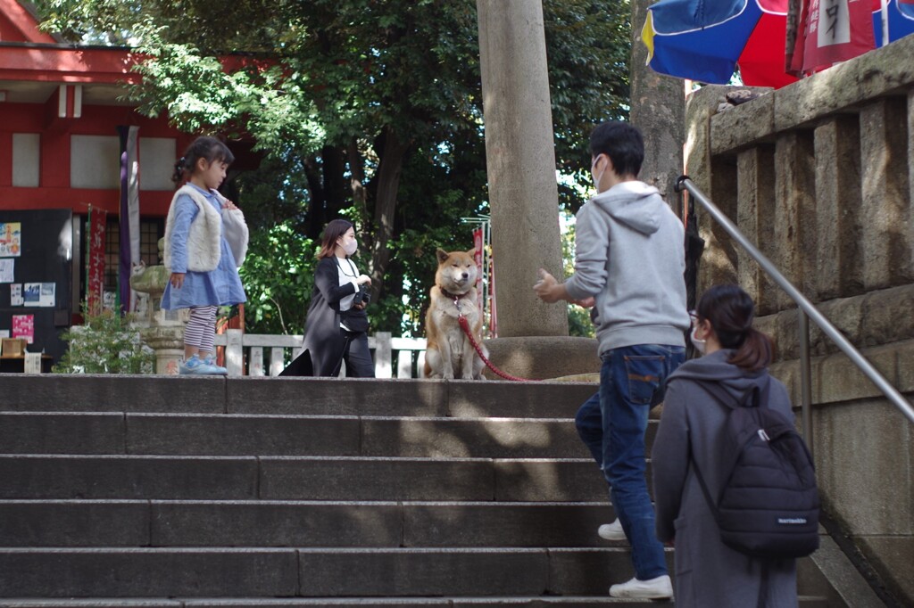 狛犬　お出迎え