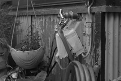 下向きで　ねじくれて