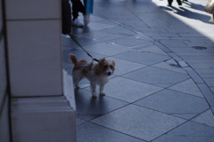 dog in paris ・・・　ウソ
