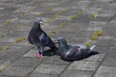 夫婦でポーズ　（想像）