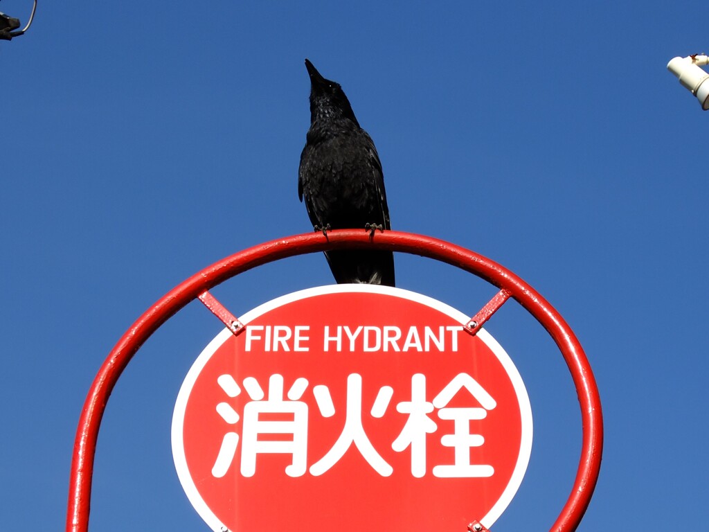 ピン芸人