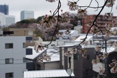 白い屋根と桜