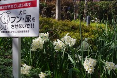守ったので咲きました