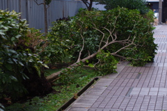 台風復旧　後回し