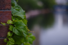 ボケとツタ・ツッコミ