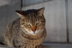 なんだぁ　お前は