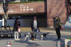 犬だけ密