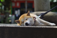 寄ってみよう
