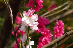桜も様々